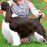 GCH SILVER Northgate’s Power Play